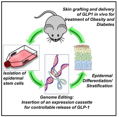 糖尿病最新研究進展 工程與技術(shù)驅(qū)動的革命性突破